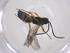  (Microplitis Malaise6593 - CBG-A54600-G07)  @11 [ ] CreativeCommons - Attribution Share - Alike (2024) Centre for Biodiversity Genomics Centre for Biodiversity Genomics