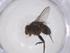  (Siphona Janzen1980 - CBG-A56089-C07)  @11 [ ] CreativeCommons - Attribution Share - Alike (2024) Centre for Biodiversity Genomics Centre for Biodiversity Genomics