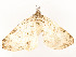  ( - CBG-A58554-B11)  @11 [ ] CreativeCommons - Attribution Share - Alike (2024) CBG Photography Group Centre for Biodiversity Genomics