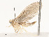  ( - CBG-A58554-G03)  @11 [ ] CreativeCommons - Attribution Share - Alike (2024) CBG Photography Group Centre for Biodiversity Genomics