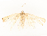  ( - CBG-A58555-D07)  @11 [ ] CreativeCommons - Attribution Share - Alike (2024) CBG Photography Group Centre for Biodiversity Genomics