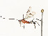  ( - CBG-A58556-C10)  @11 [ ] CreativeCommons - Attribution Share - Alike (2024) CBG Photography Group Centre for Biodiversity Genomics