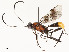  ( - CBG-A58556-C12)  @11 [ ] CreativeCommons - Attribution Share - Alike (2024) CBG Photography Group Centre for Biodiversity Genomics