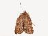  ( - CBG-A58558-A04)  @11 [ ] CreativeCommons - Attribution Share - Alike (2025) CBG Photography Group Centre for Biodiversity Genomics