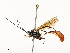  ( - CBG-A58559-C03)  @11 [ ] CreativeCommons - Attribution Share - Alike (2025) CBG Photography Group Centre for Biodiversity Genomics