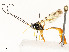  (Dusona malaise9200 - CBG-A58559-C05)  @11 [ ] CreativeCommons - Attribution Share - Alike (2025) CBG Photography Group Centre for Biodiversity Genomics