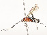  ( - CBG-A58657-G11)  @11 [ ] CreativeCommons - Attribution Share - Alike (2024) CBG Photography Group Centre for Biodiversity Genomics