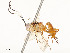  ( - CBG-A58658-E10)  @11 [ ] CreativeCommons - Attribution Share - Alike (2024) CBG Photography Group Centre for Biodiversity Genomics