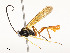  (Dusona INB-20 - CBG-A58659-G03)  @11 [ ] CreativeCommons - Attribution Share - Alike (2025) CBG Photography Group Centre for Biodiversity Genomics