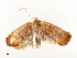  ( - CBG-A58661-F12)  @11 [ ] CreativeCommons - Attribution Share - Alike (2025) CBG Photography Group Centre for Biodiversity Genomics