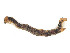  ( - CBG-A58661-H11)  @11 [ ] CreativeCommons - Attribution (2024) CBG Photography Group Centre for Biodiversity Genomics