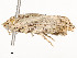  (tortMalaise9977 - CBG-A58697-D05)  @11 [ ] CreativeCommons - Attribution Share - Alike (2024) CBG Photography Group Centre for Biodiversity Genomics