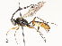  ( - CBG-A58701-D03)  @11 [ ] CreativeCommons - Attribution Share - Alike (2025) CBG Photography Group Centre for Biodiversity Genomics