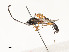  (Campoplex RC-01DHJ01 - CBG-A58701-D11)  @11 [ ] CreativeCommons - Attribution Share - Alike (2025) CBG Photography Group Centre for Biodiversity Genomics