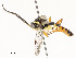  ( - CBG-A58701-F11)  @11 [ ] CreativeCommons - Attribution Share - Alike (2025) CBG Photography Group Centre for Biodiversity Genomics