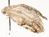  ( - CBG-A58701-H03)  @11 [ ] CreativeCommons - Attribution Share - Alike (2025) CBG Photography Group Centre for Biodiversity Genomics