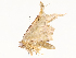  ( - CBG-A59493-D04)  @11 [ ] CreativeCommons - Attribution Share - Alike (2025) CBG Photography Group Centre for Biodiversity Genomics