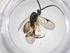  (Hypomicrogaster Janzen21 - CBG-A59564-C12)  @11 [ ] CreativeCommons - Attribution Share - Alike (2024) Centre for Biodiversity Genomics Centre for Biodiversity Genomics