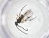  (Glyptapanteles Malaise8808 - CBG-A59564-H04)  @11 [ ] CreativeCommons - Attribution Share - Alike (2024) Centre for Biodiversity Genomics Centre for Biodiversity Genomics