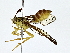  ( - BIOUG64428-F09)  @11 [ ] CreativeCommons - Attribution (2022) CBG Photography Group Centre for Biodiversity Genomics