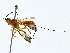  (Cenocoelius Malaise7531 - BIOUG64429-B09)  @11 [ ] CreativeCommons - Attribution (2022) CBG Photography Group Centre for Biodiversity Genomics