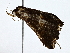  ( - BIOUG64429-F09)  @11 [ ] CreativeCommons - Attribution (2022) CBG Photography Group Centre for Biodiversity Genomics