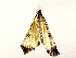  ( - BIOUG73030-G11)  @11 [ ] CreativeCommons - Attribution (2022) CBG Photography Group Centre for Biodiversity Genomics
