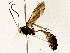  ( - BIOUG73031-A07)  @11 [ ] CreativeCommons - Attribution (2022) CBG Photography Group Centre for Biodiversity Genomics