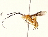  (Triraphis Malaise8647 - BIOUG73031-A12)  @11 [ ] CreativeCommons - Attribution (2022) CBG Photography Group Centre for Biodiversity Genomics
