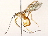  ( - BIOUG73031-E06)  @11 [ ] CreativeCommons - Attribution (2022) CBG Photography Group Centre for Biodiversity Genomics