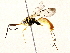 ( - BIOUG73031-F08)  @11 [ ] CreativeCommons - Attribution (2022) CBG Photography Group Centre for Biodiversity Genomics