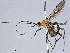  (Triraphis Malaise5654 - BIOUG73032-H08)  @11 [ ] CreativeCommons - Attribution (2022) CBG Photography Group Centre for Biodiversity Genomics