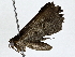 ( - BIOUG73630-E12)  @11 [ ] CreativeCommons - Attribution (2022) CBG Photography Group Centre for Biodiversity Genomics
