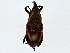  ( - BIOUG73630-F12)  @11 [ ] CreativeCommons - Attribution (2022) CBG Photography Group Centre for Biodiversity Genomics