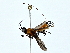  ( - BIOUG73631-B09)  @11 [ ] CreativeCommons - Attribution (2022) CBG Photography Group Centre for Biodiversity Genomics