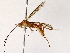  ( - BIOUG76517-A04)  @11 [ ] CreativeCommons - Attribution (2022) CBG Photography Group Centre for Biodiversity Genomics
