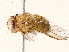  (Ormia Malaise1667 - BIOUG76517-E11)  @11 [ ] CreativeCommons - Attribution (2022) CBG Photography Group Centre for Biodiversity Genomics