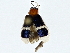  (Neobrotica - BIOUG76545-F10)  @11 [ ] CreativeCommons - Attribution (2022) CBG Photography Group Centre for Biodiversity Genomics