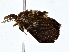  ( - BIOUG76545-G03)  @11 [ ] CreativeCommons - Attribution (2022) CBG Photography Group Centre for Biodiversity Genomics