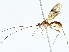  ( - BIOUG76545-G07)  @11 [ ] CreativeCommons - Attribution (2022) CBG Photography Group Centre for Biodiversity Genomics