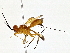  (Capitonius Malaise3319 - BIOUG76546-H03)  @11 [ ] CreativeCommons - Attribution (2022) CBG Photography Group Centre for Biodiversity Genomics