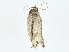  (Stenoma Malaise8556 - BIOUG76547-C05)  @11 [ ] CreativeCommons - Attribution (2022) CBG Photography Group Centre for Biodiversity Genomics