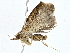  ( - BIOUG76548-B03)  @11 [ ] CreativeCommons - Attribution (2022) CBG Photography Group Centre for Biodiversity Genomics