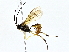  (Microcharops 1/12 - BIOUG76548-D06)  @11 [ ] CreativeCommons - Attribution (2022) CBG Photography Group Centre for Biodiversity Genomics