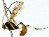  ( - BIOUG76548-E01)  @11 [ ] CreativeCommons - Attribution (2022) CBG Photography Group Centre for Biodiversity Genomics