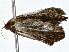  ( - BIOUG76548-F01)  @11 [ ] CreativeCommons - Attribution (2022) CBG Photography Group Centre for Biodiversity Genomics