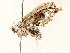  (Neurophyseta Malaise5358 - BIOUG76550-E09)  @11 [ ] CreativeCommons - Attribution (2022) CBG Photography Group Centre for Biodiversity Genomics