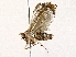  ( - BIOUG76550-F03)  @11 [ ] CreativeCommons - Attribution (2022) CBG Photography Group Centre for Biodiversity Genomics