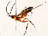  ( - BIOUG76550-G07)  @11 [ ] CreativeCommons - Attribution (2022) CBG Photography Group Centre for Biodiversity Genomics