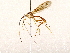  ( - BIOUG76550-G10)  @11 [ ] CreativeCommons - Attribution (2022) CBG Photography Group Centre for Biodiversity Genomics